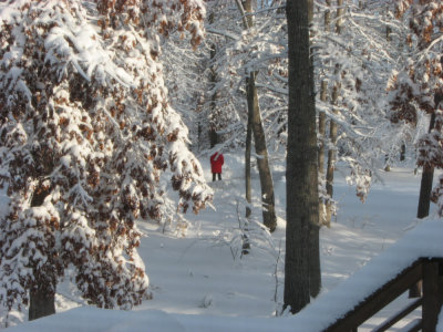 Snow February 5, 2010