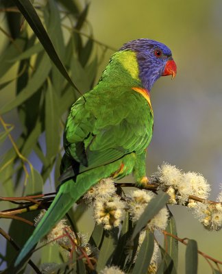 Rainbow Lorikeet