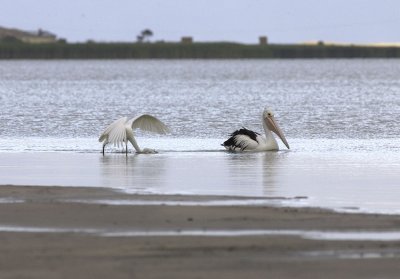 Lake Albert