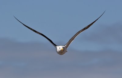 Pacific Gull
