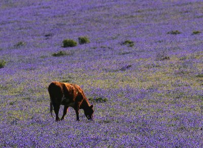 Brown Cow and Purple Field.jpg