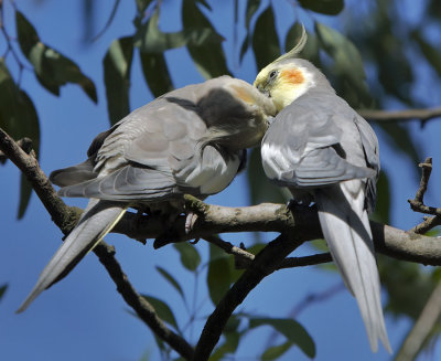 Australian Cockatiels