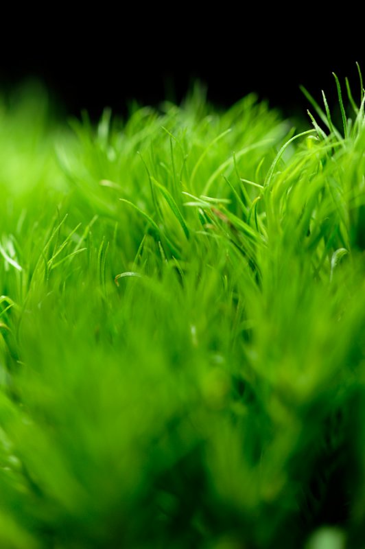 Not Grass