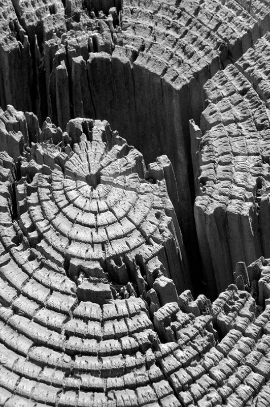 Stump #1