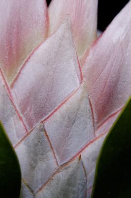 King Protea (Scales)