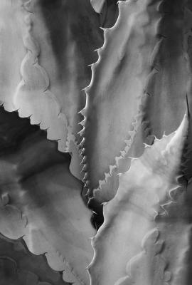 Agave Jaws