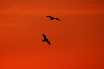 Gulls