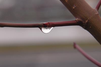 Drops