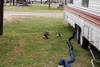 Ducks&Sewer.jpg