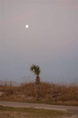 Tree&Moon.jpg