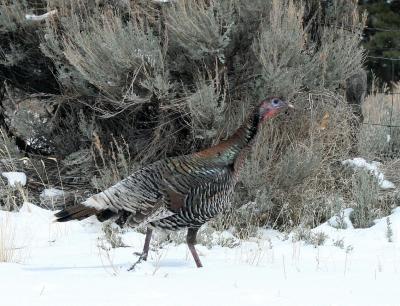 A  wild turkey struts beside the road