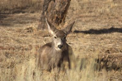 Mule deer frequent the orchard area