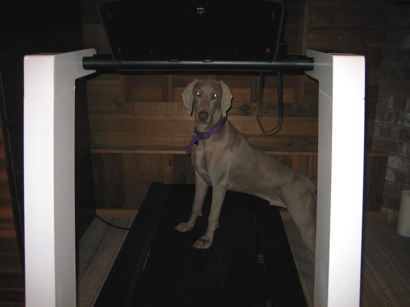Steely makes a beeline for the basement every morning.  He wants to get in his daily treadmill run.