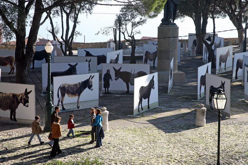Donkey exhibition in the castle 2820.jpg