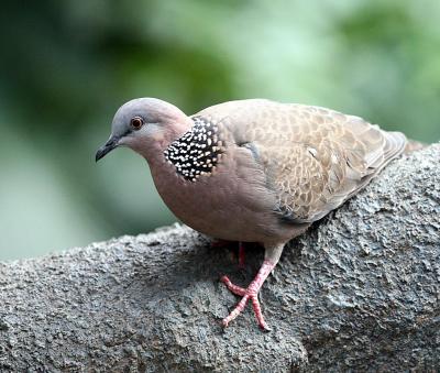 In Hong Kong park