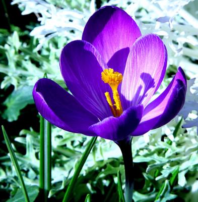 Crocus