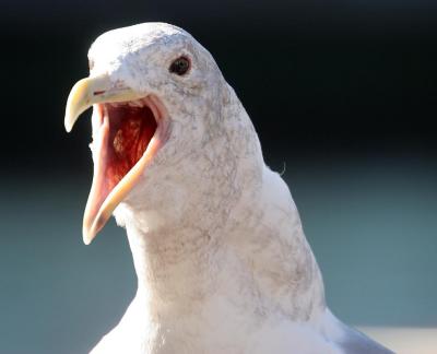 Feed me - now!