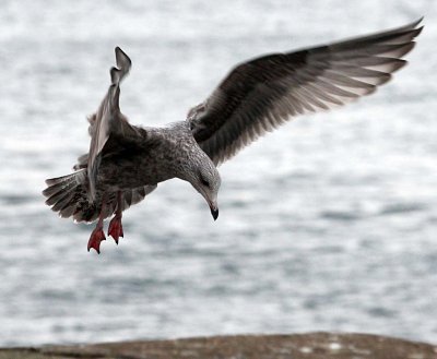 Whitby seagull - cleared to land