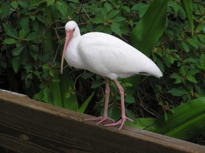 Ibis