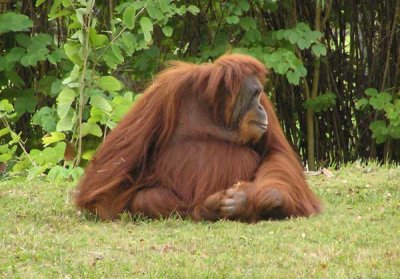 Orangutan