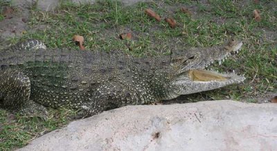 Cuban Crocodile