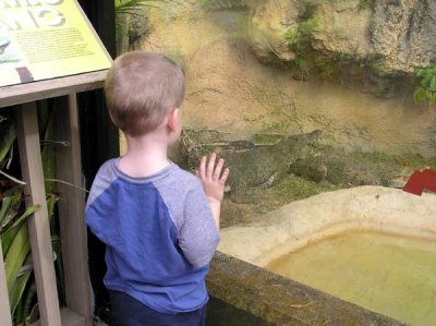 Scott watching a Cuban Crocodile