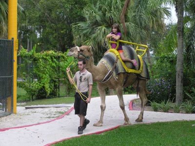 Camel Rides
