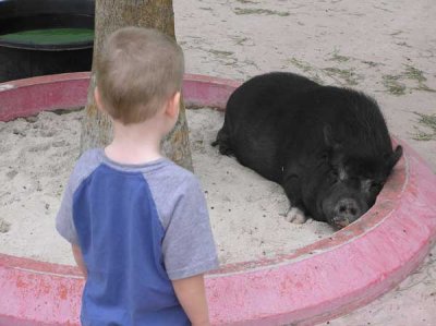 Scott watching a pig