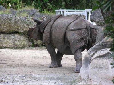 Indian Rhinoceros