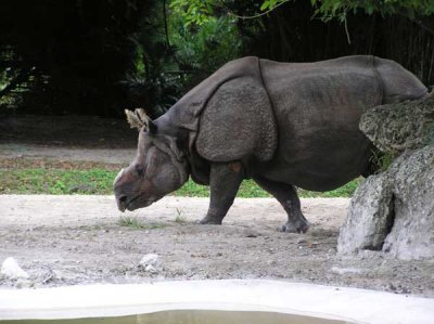 Indian Rhinoceros