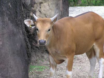 Banteng