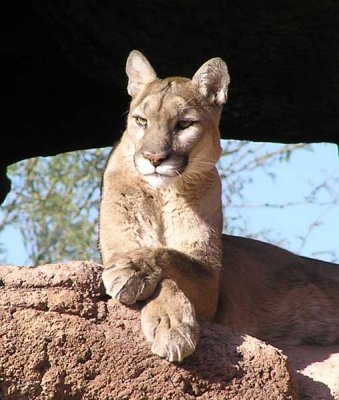 Arizona - Sonora Desert Museum