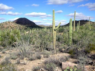 Saguaro National Park