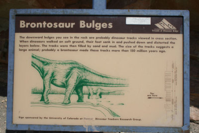 Brontosaur Bulges