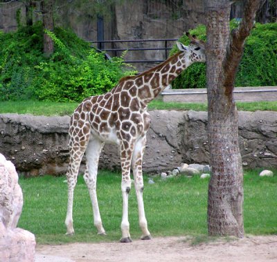 Reid Park Zoo