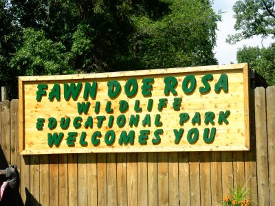 Fawn Doe Rosa