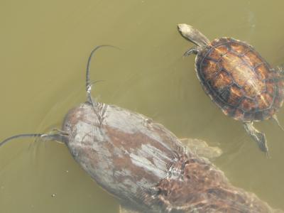 Hula reserve - Turtles and catfish