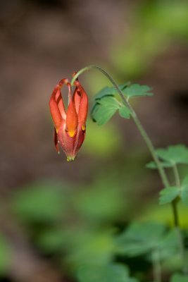 Crimson Columbine (Aquilegia formosa), not fully open