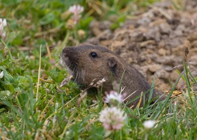 Gopher on the soccer field