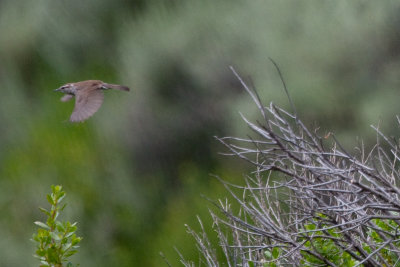 Bewick's Wren