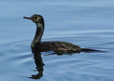 Cormorants