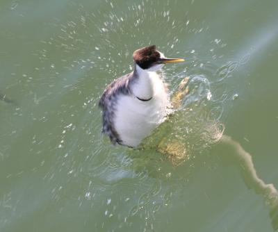 Western Grebe