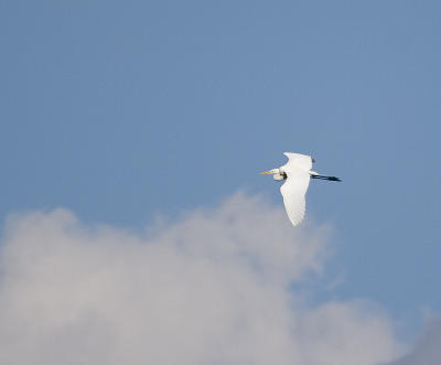 Great Egret flying