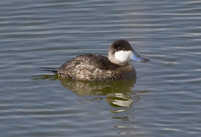 Ruddy Duck