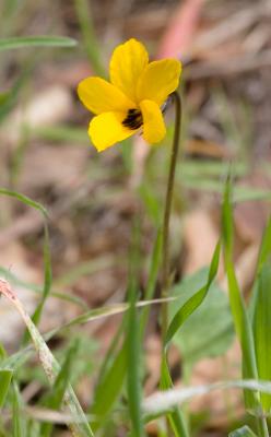 Yellow Violet (Viola pedunculata)