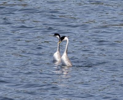 Western Grebes courting