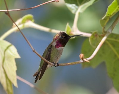 Anna's Hummingbird in sycamore tree