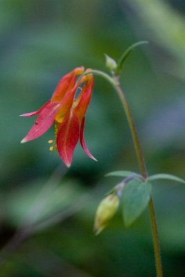 Crimson Columbine (Aquilegia formosa)