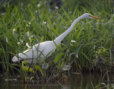 Grande Aigrette  (Great Egret )