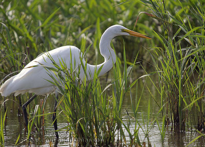 Grande Aigrette  (Great Egret )